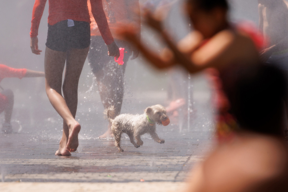 Un gos joc a l'aigua per refrescar-se a Madrid Rio, a 26 de juny de 2023, a Madrid (Espanya).