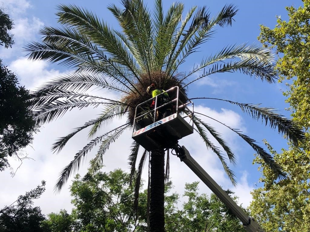 EuropaPress 5374418 revisió palmera dimecres plaça pes palla barcelona