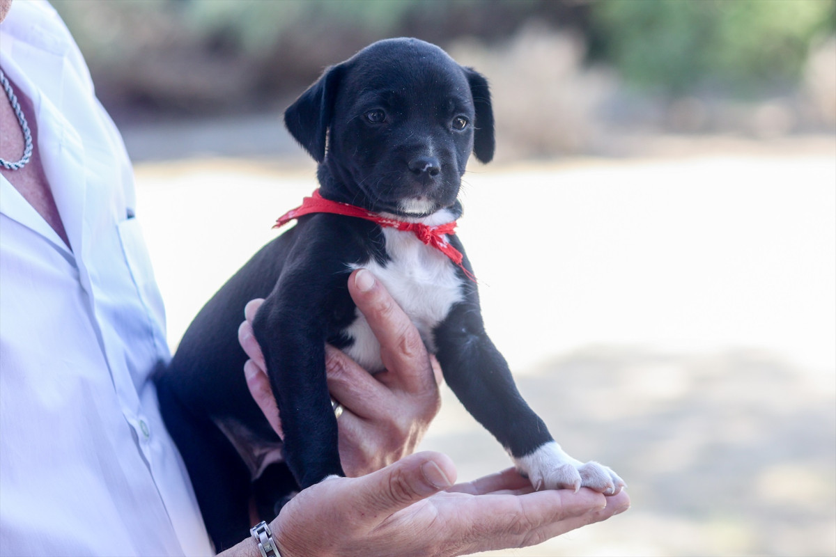 EuropaPress 5372921 gos visita instal·lacions integral acollida animals ciaam conseller mitjà