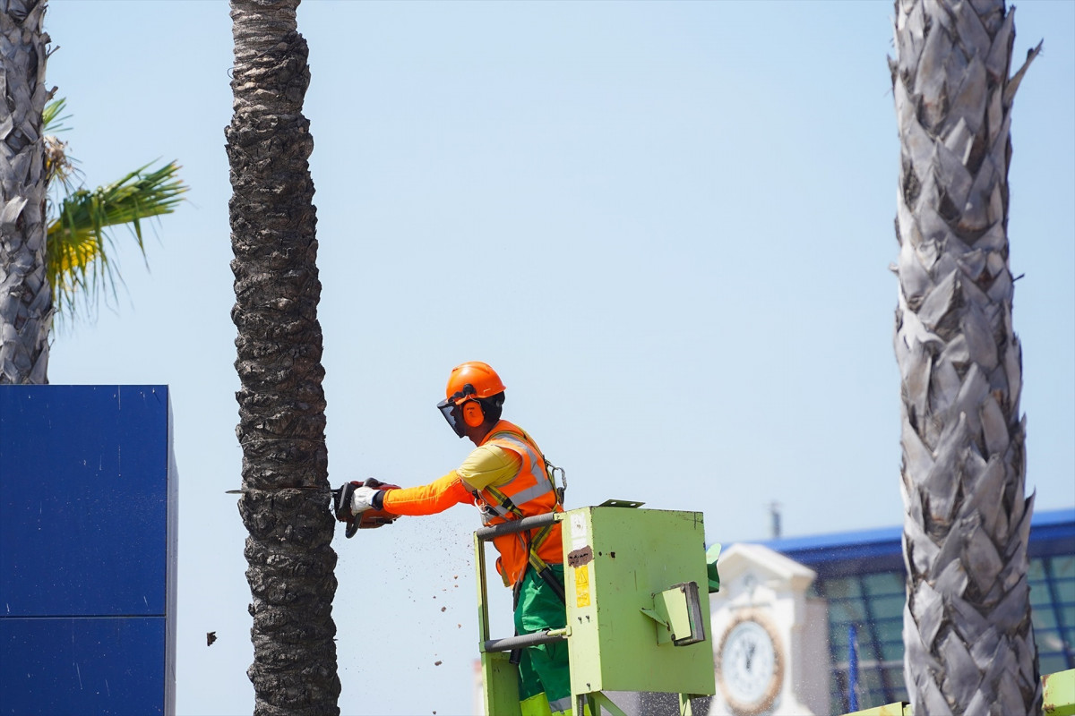 EuropaPress 5384331 operari tallant palmera