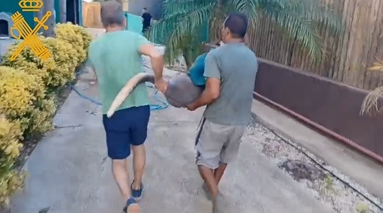 EuropaPress 5412536 localitzen cangur rescaten cria escapar-se zoologico peniscola castellon