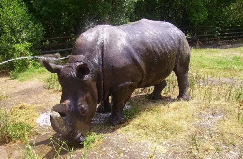Catalunyapress rino