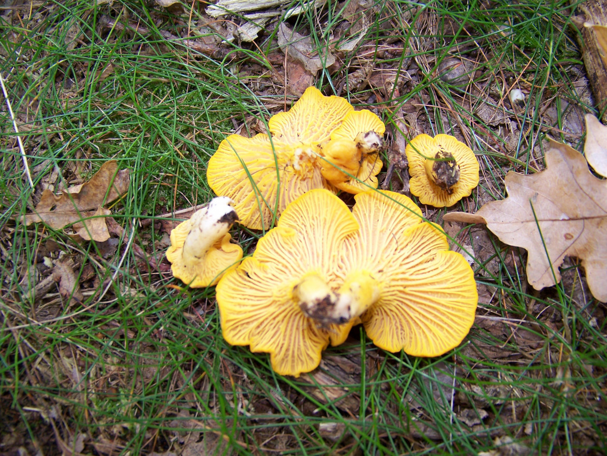 Cantharellus cibarius 0314