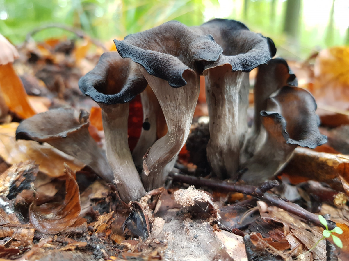 Craterellus cornucopioides 3