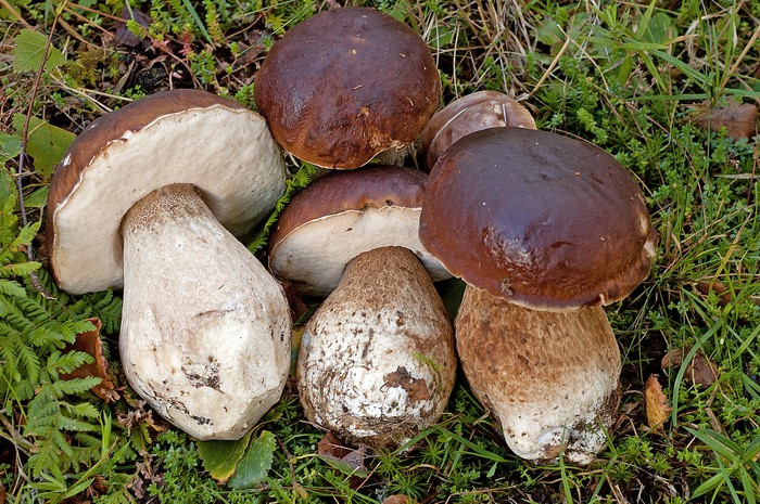 Boletus ed