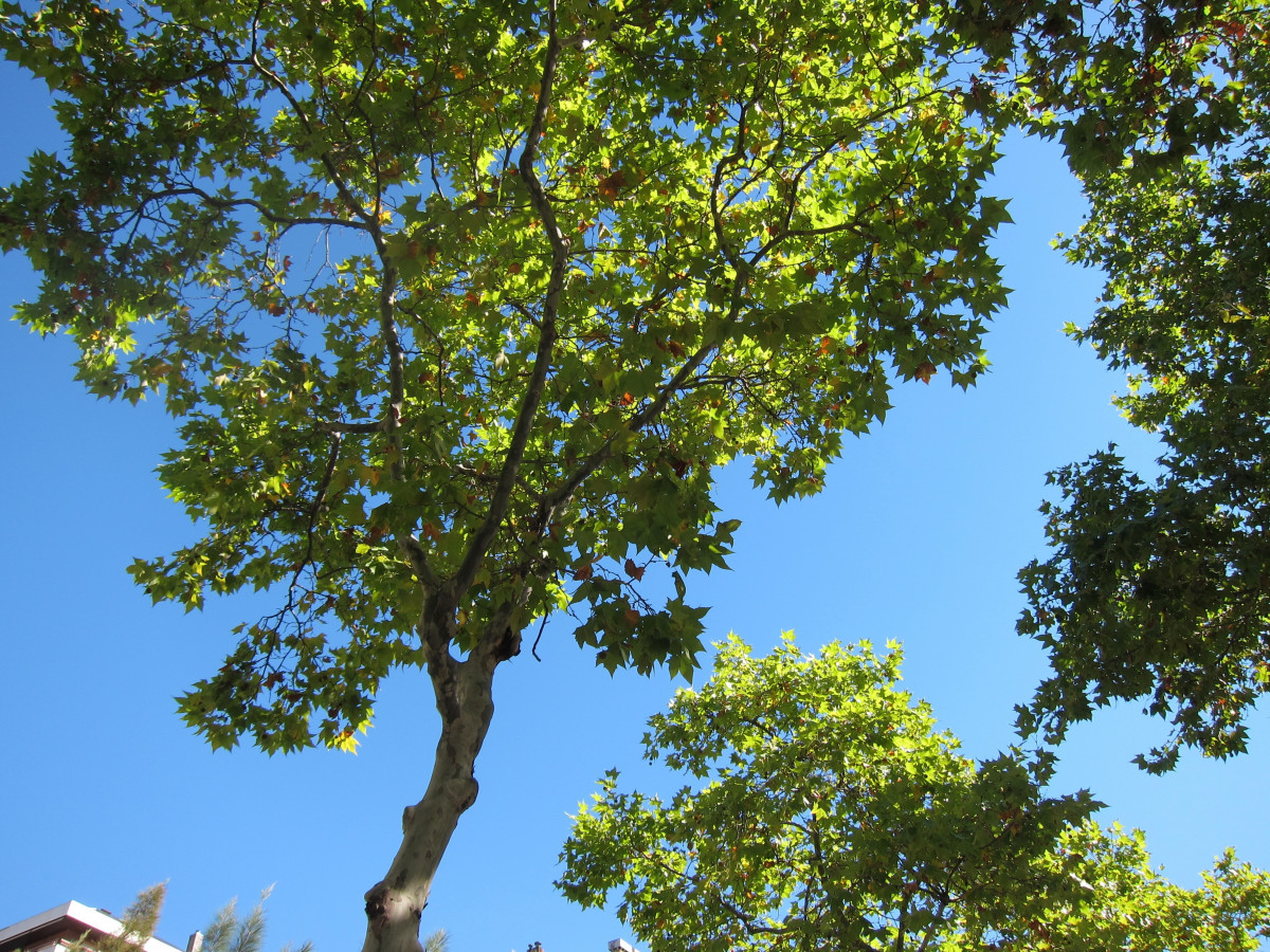 EuropaPress 2501899 plataner plataners arbres barcelona