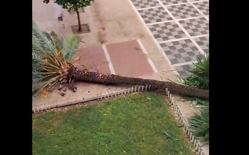 Palmera