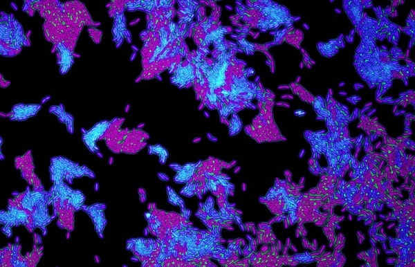 EuropaPress 4571916 cèl·lules bacteri patogena pseudomones aeruginosa utilitzada estudi