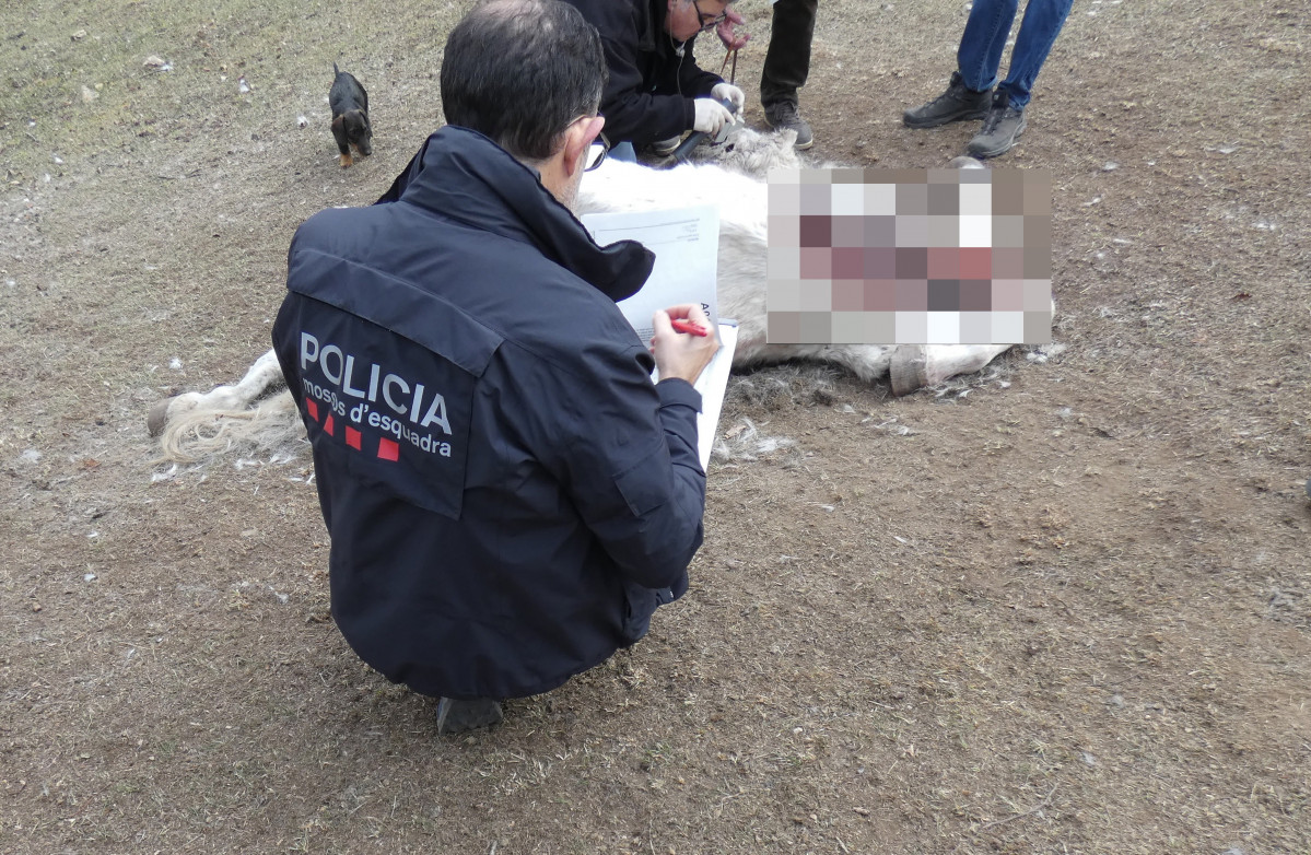 Cavall trobat mort en una hípica al Ripollès (Girona).
