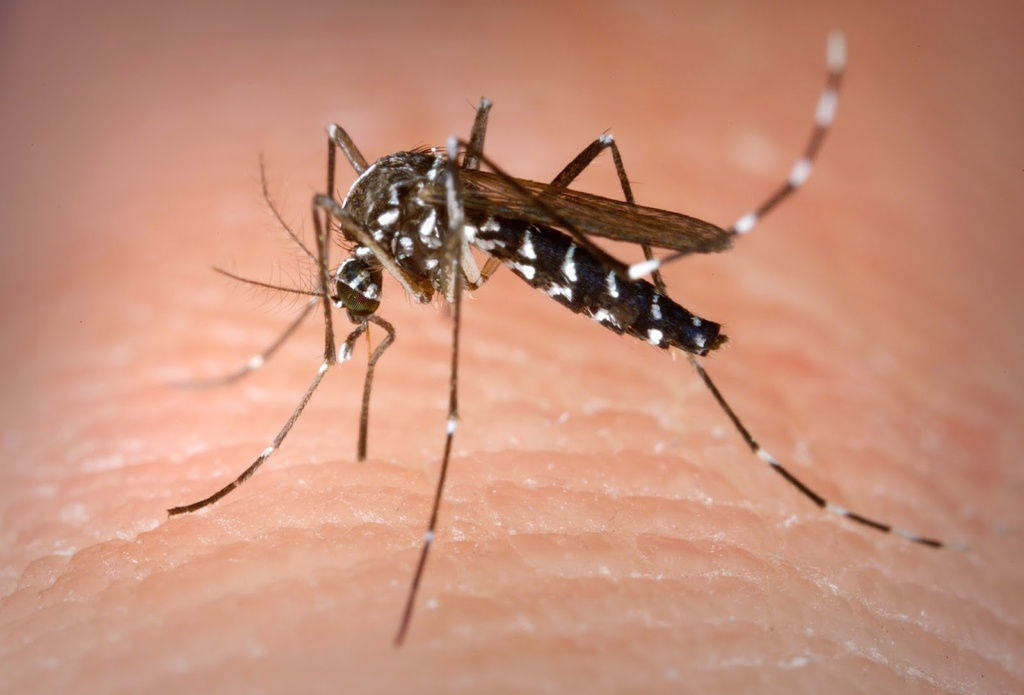 Mosquit tigre 2