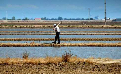 Arrossars del delta de l'Ebre