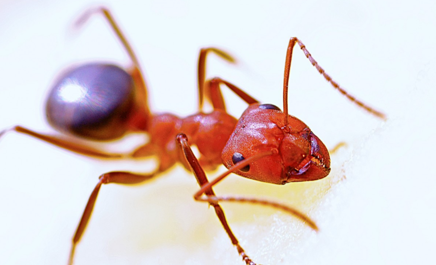HormigadefuegoInslito