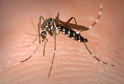 MOSQUIT