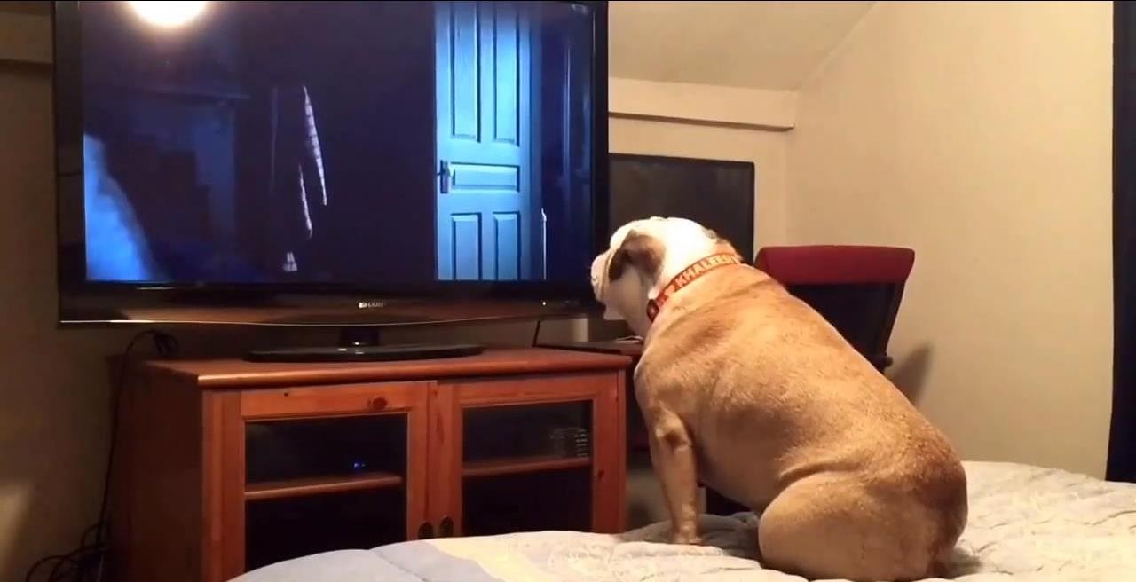 Bulldog2