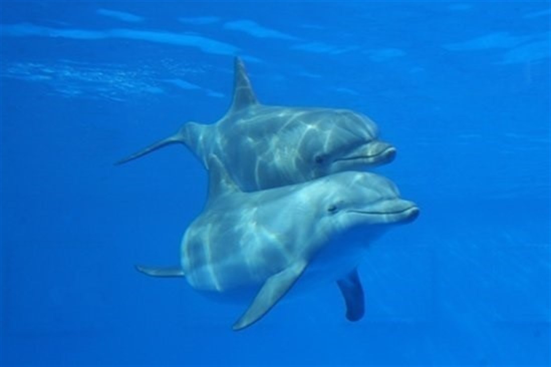 dofins