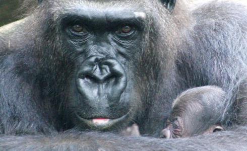 Neixen dues noves cries de goril·la en el Zoo de Barcelona