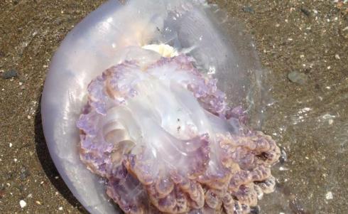 El CSIC detecta poca presència de meduses aquest estiu a les platges catalanes