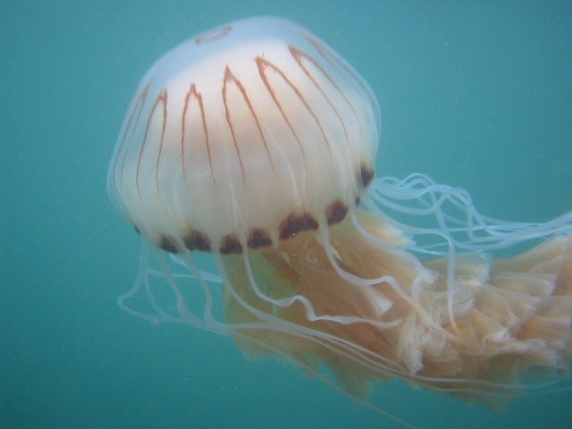 medusa picada