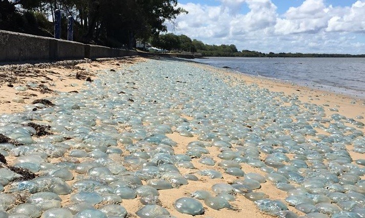 meduses austràlia