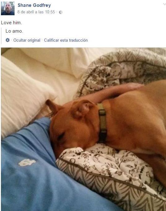 Perro3 1