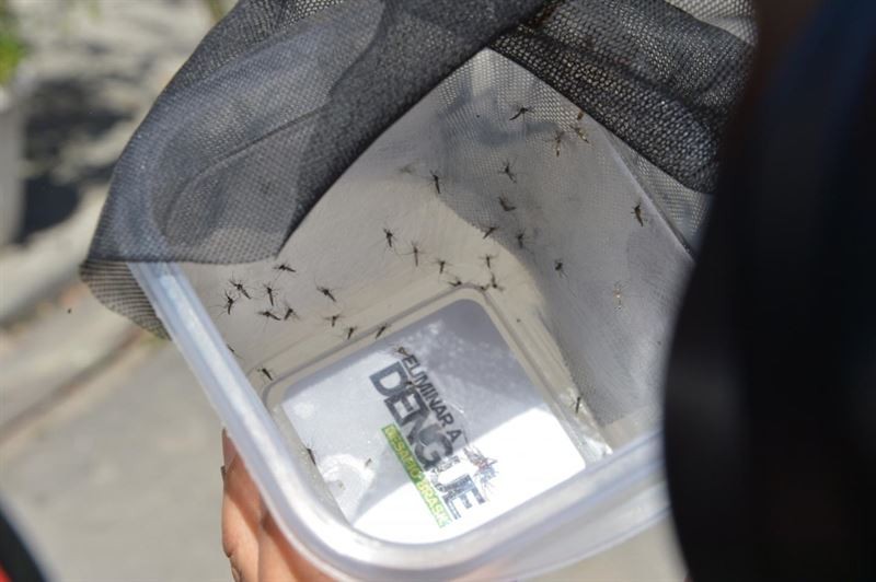 Zika 11